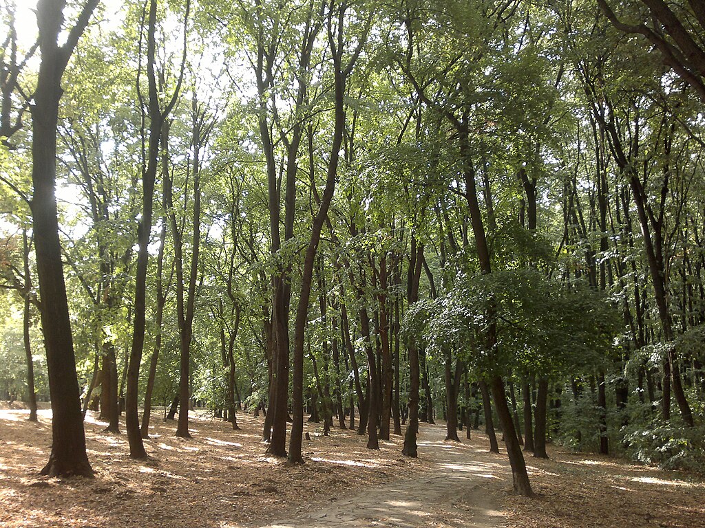 Kosutnjak during early autumn while the leaves are still green.