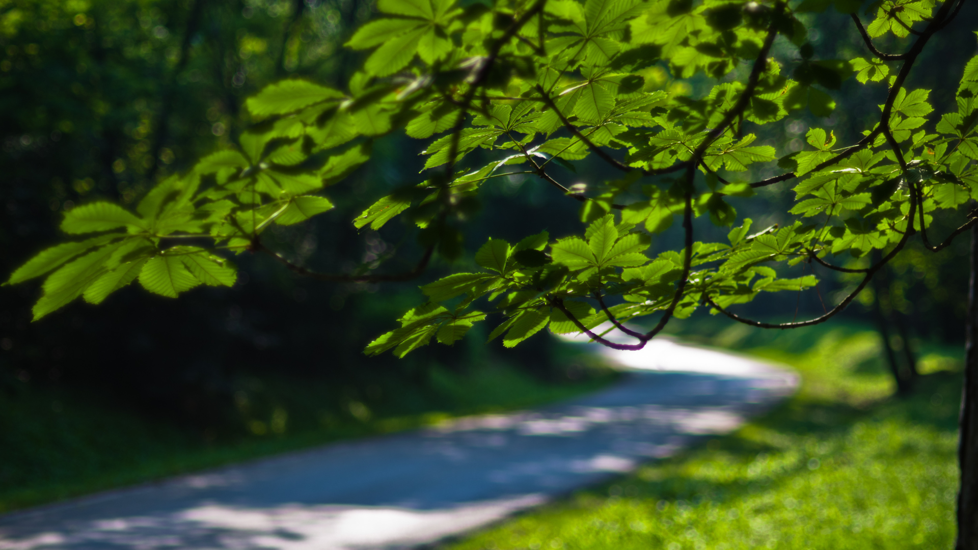 Košutnjak park, Belgrade