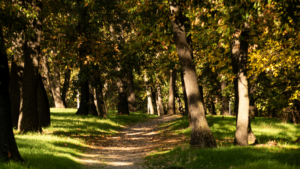 Kosutnjak park
